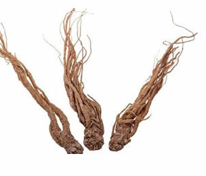 Angelica Sinensis Extract