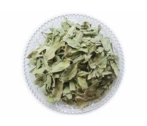Apocynum Venetum Leaf Extract