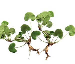 Centella Asiatica Extract