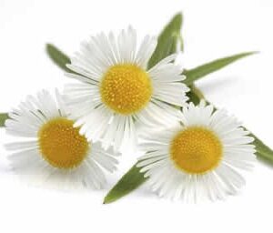 Chamomile Extract Powder