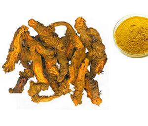 Coptis Chinensis Extract