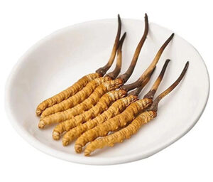Cordyceps Extract