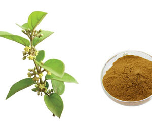 Cynomorium Extract Powder