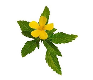 Damiana Extract