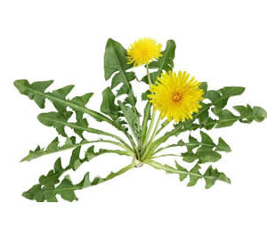 Dandelion Extract Powder