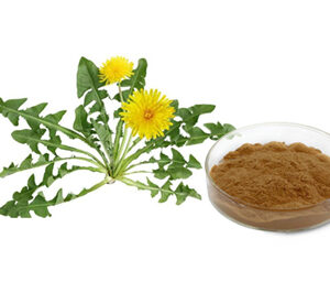 Dandelion Extract