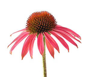 Echinacea Extract