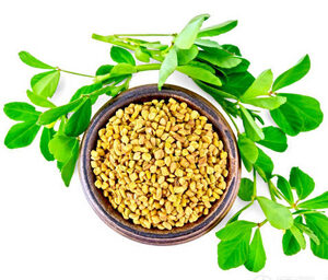 Fenugreek Extract
