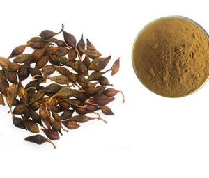 Forsythia Suspensa Extract