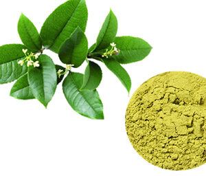 Green Tea Extract Powder