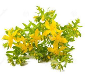 Hypericin Extract (Lonicera Japonica, Japanese Honeysuckle Extract)