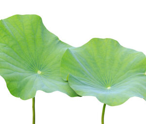 Lotus Leaf Extract