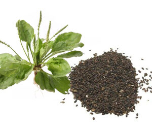 Plantago Seed Extract