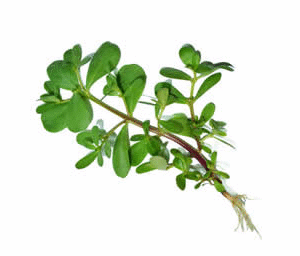Purslane Extract