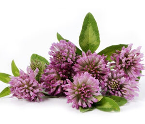 Red Clover Extract