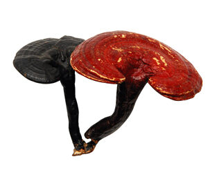 Reishi Mushroom Extract