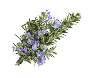 Rosemary Extract (Carnosic Acid)
