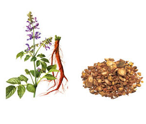 Salvia Miltiorrhiza Extract