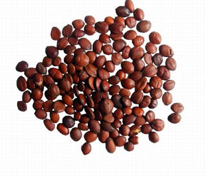 Ziziphus Jujuba Seed Extract (Jujubosides)