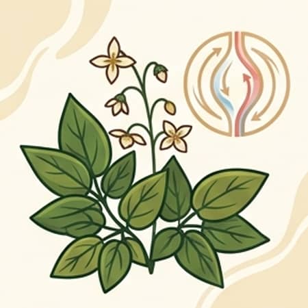 tongkat ali extract